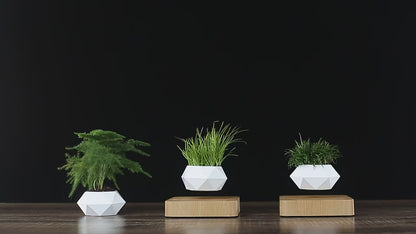 Bonsai sospesa a levitazione magnetica.